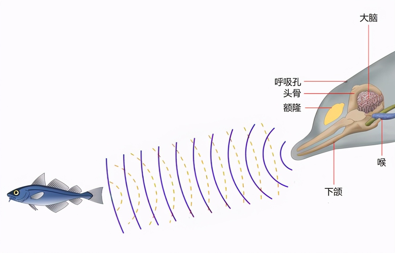 海域发现最大的鲸鱼,现在发现海上最大鲸鱼有多大
