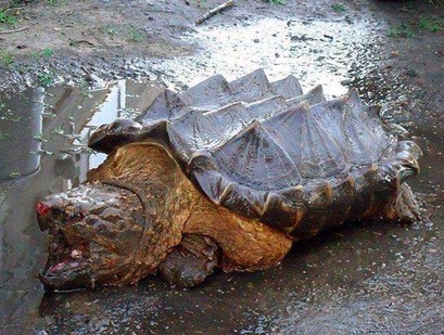 世界上最大的龟将近2000斤,世界上最大的体型的龟