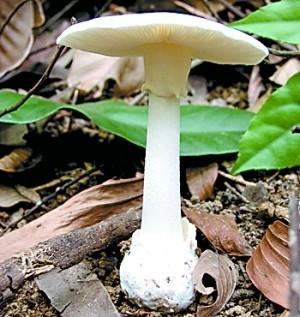 一家四口吃蘑菇付出了百万代价,一家四口蘑菇中毒费用百万后续