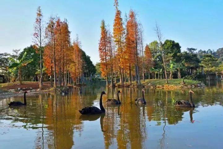 森波拉温泉度假村两天一夜游,倒数跨年狂欢夜