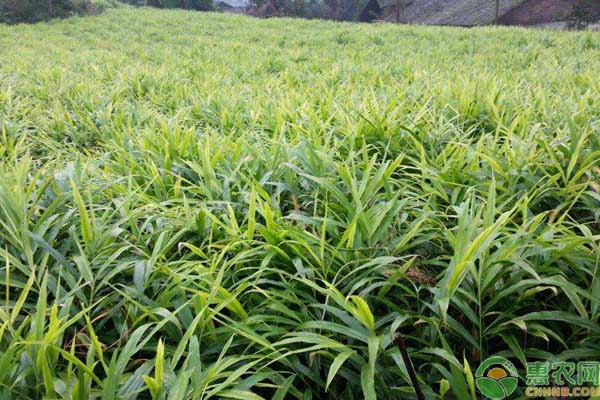 种植生姜产量高滞销村民寻求帮助,农民收入少种姜效益高