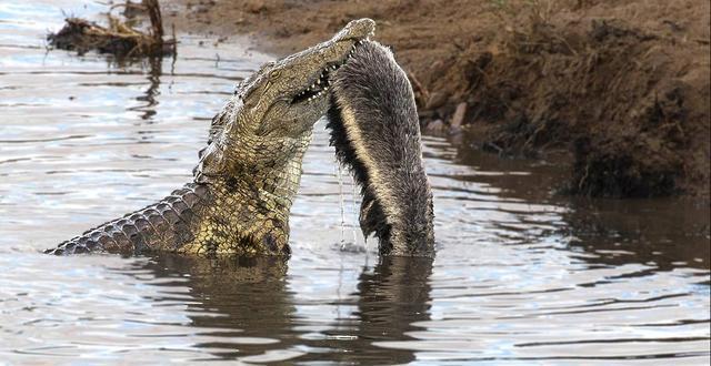平头哥蜜獾的天敌有哪些,平头哥蜜獾真的没有天敌吗