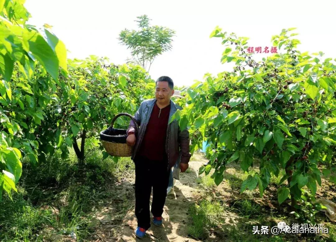 兴平千亩桑葚成熟啦！