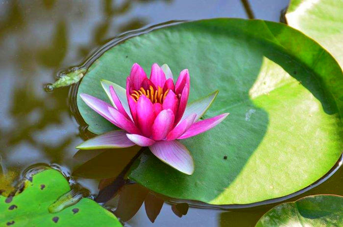 水培睡莲叶子发黑腐烂是什么原因,水培睡莲叶子边缘发黑腐烂