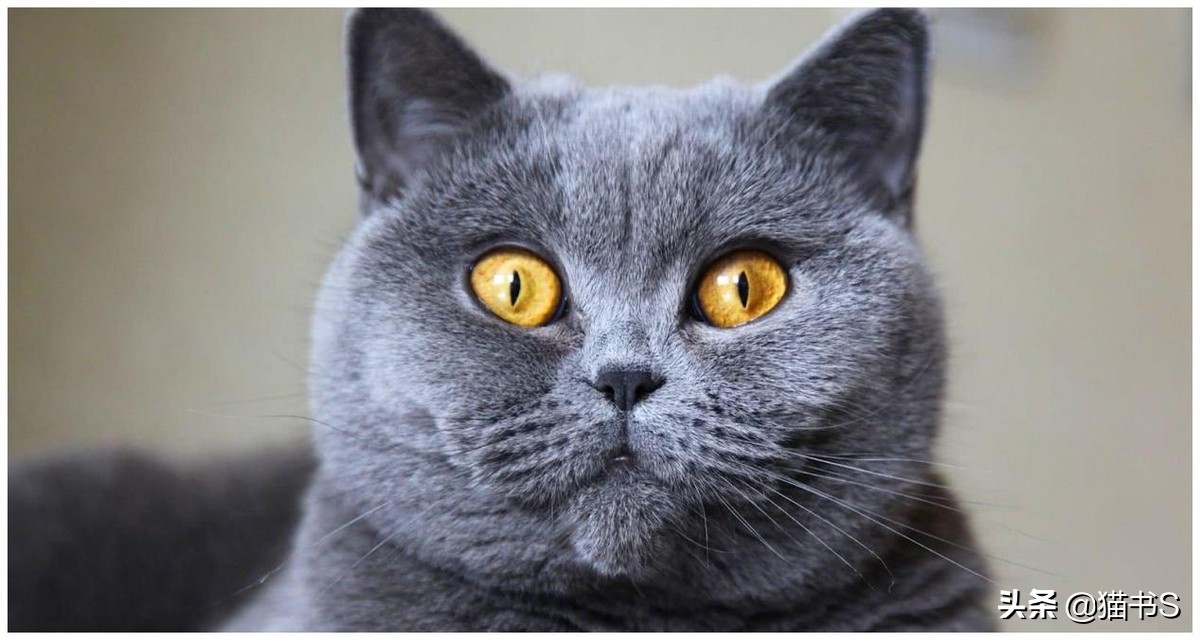 猫眼睛流泪怎么办？如何治疗、清理猫眼睛