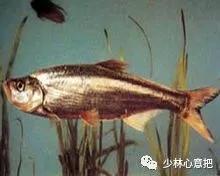 动物中药功效大全,中药药材大全及功效