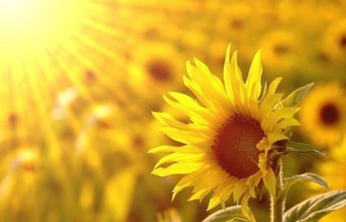 何为心智成熟的表现,深度解读心智模式