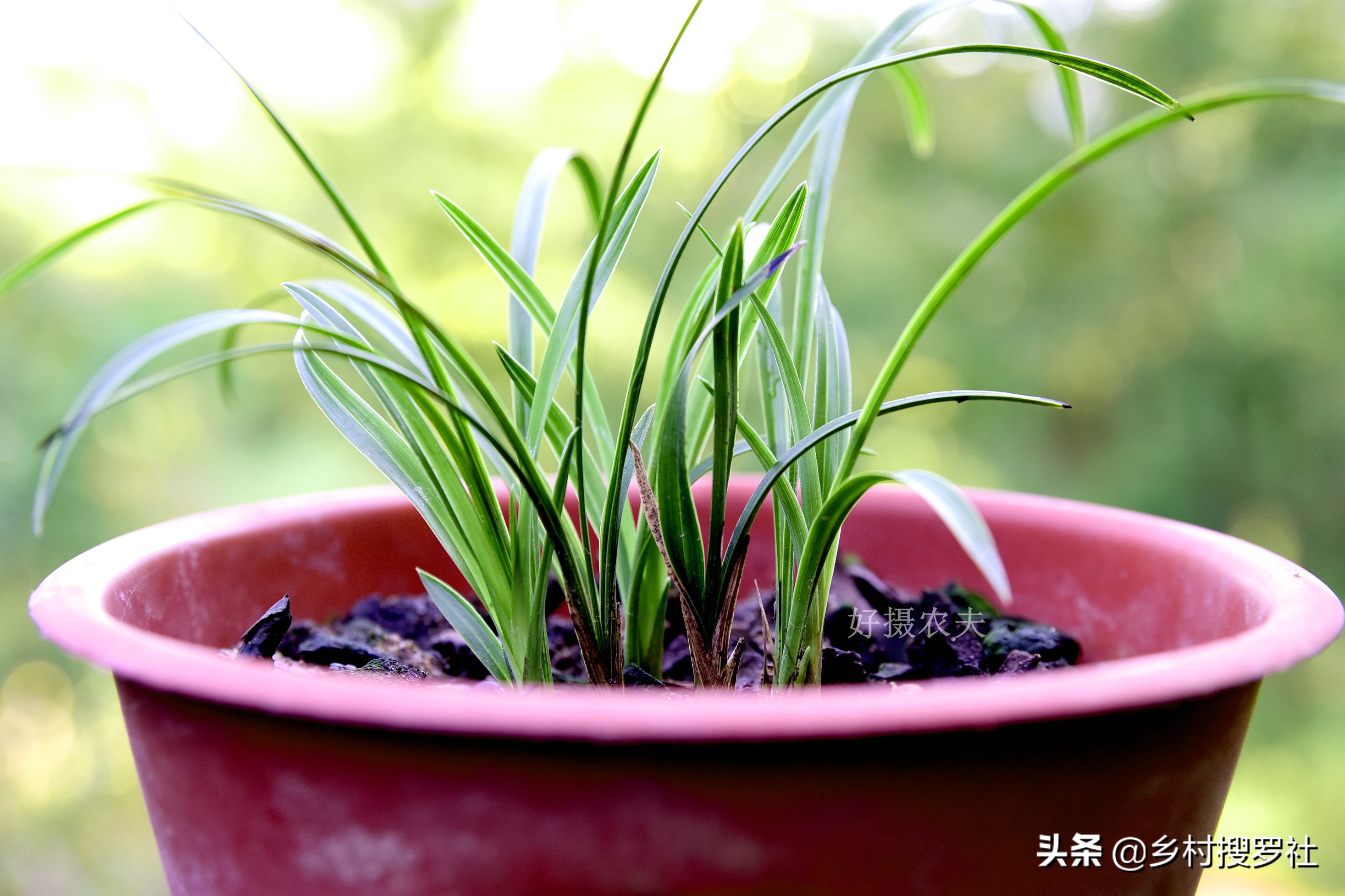 兰花出花苞冬季怎么管理和养护,新种带花苞的兰花为什么会消苞