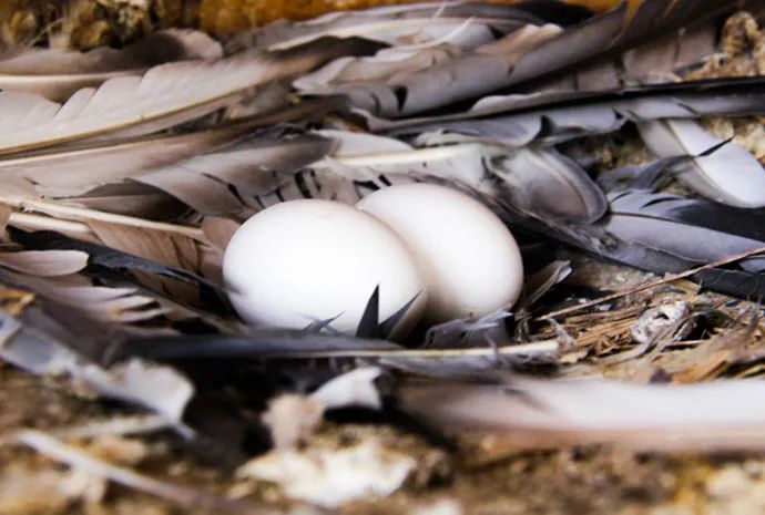 种鸽出现口黄怎么解决,芙蓉鸟下白蛋是什么原因