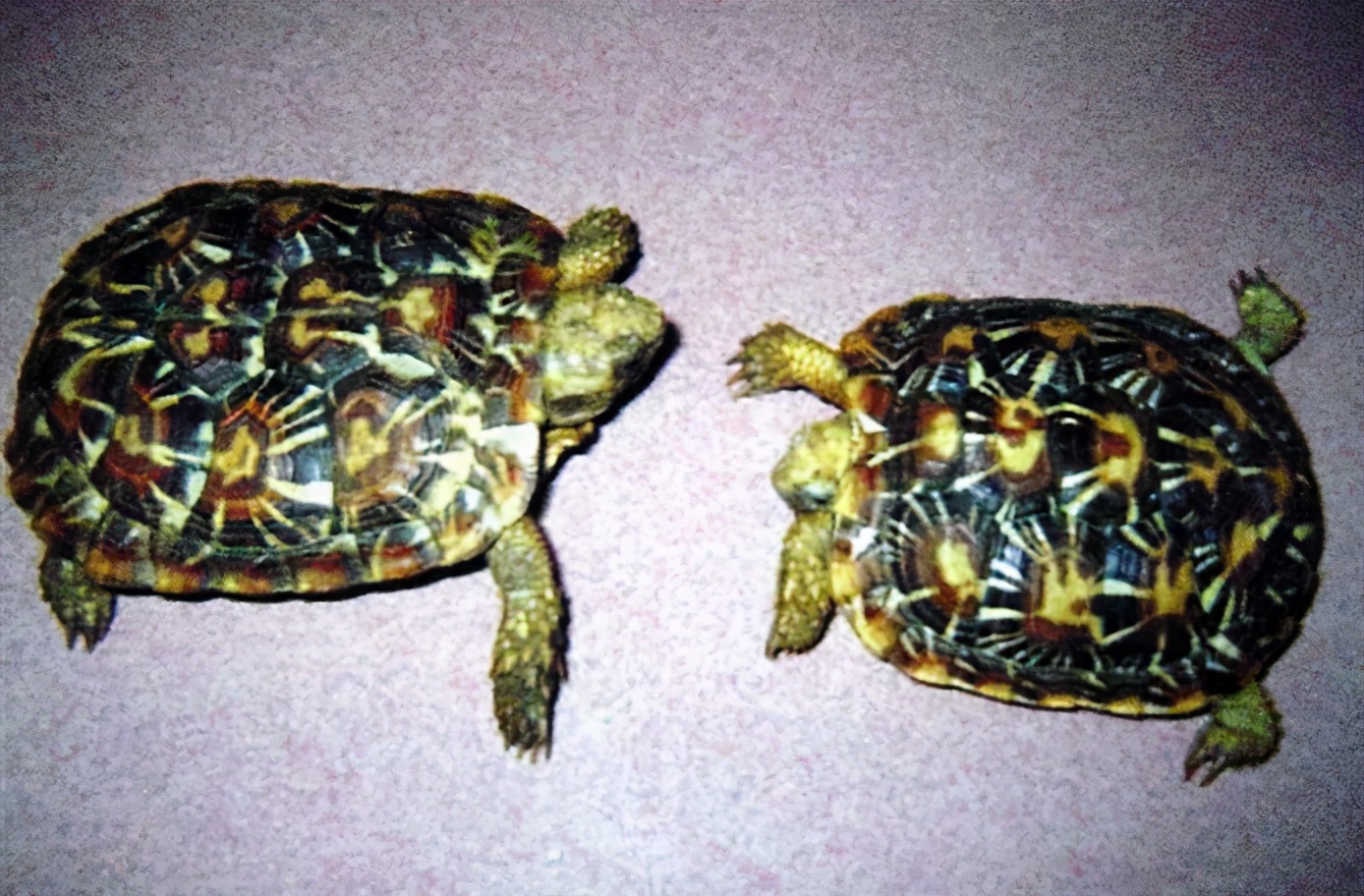 龟类纪录片,龟类图片