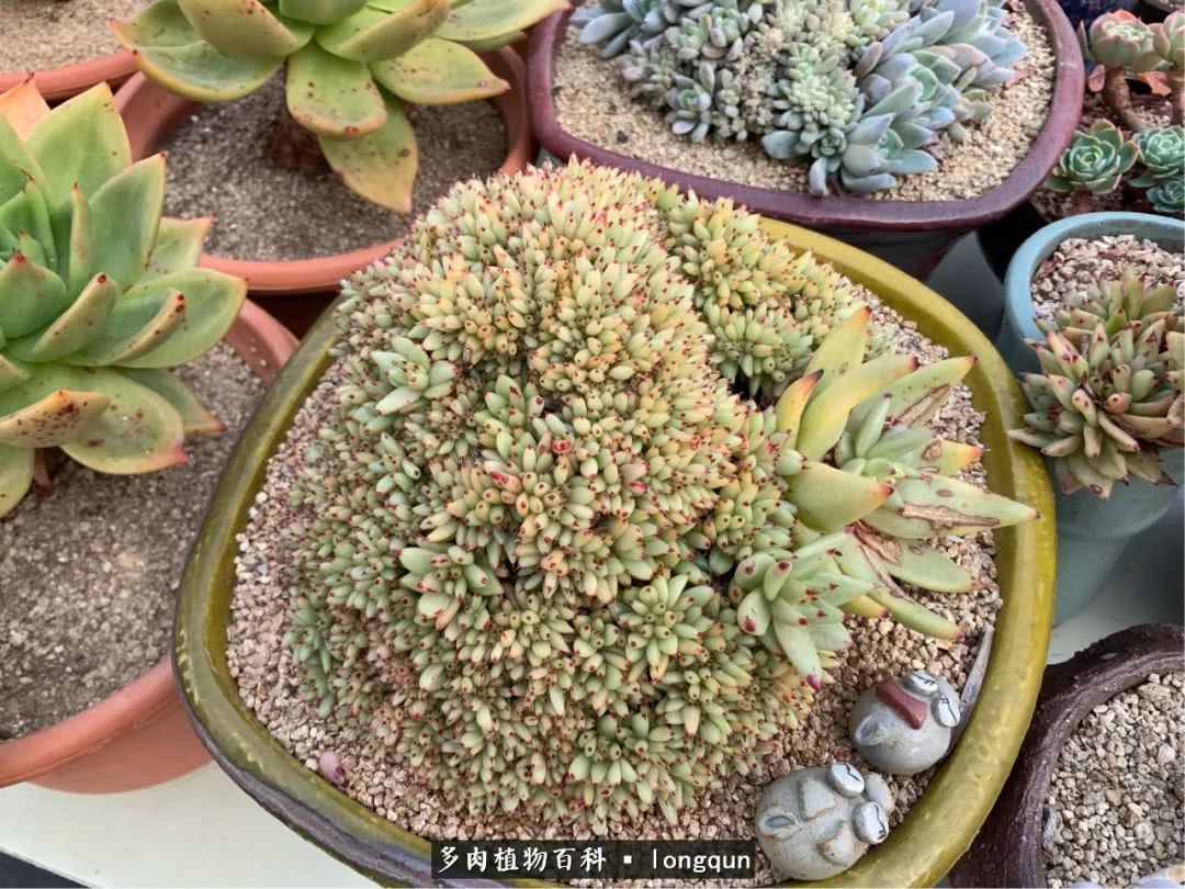 肉叔带你走遍韩国多肉大棚,记一次精彩的采摘之旅