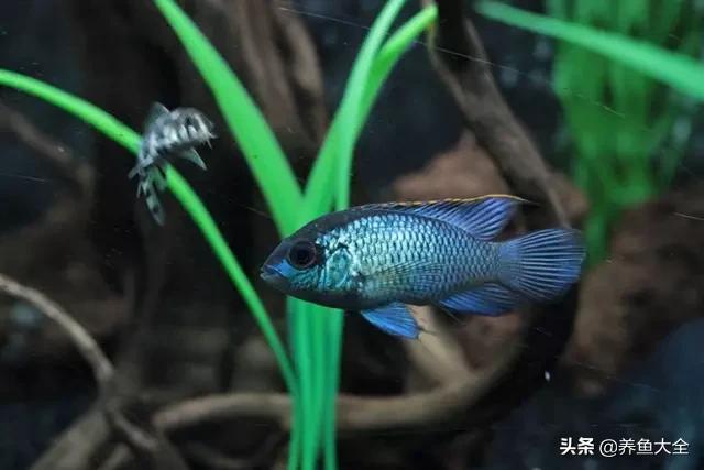 养鱼的鱼缸家里没有怎么办,养鱼没地方放鱼缸