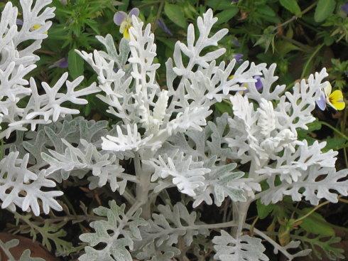 鲜花插花技巧专业术语,插花常见鲜花名称大全