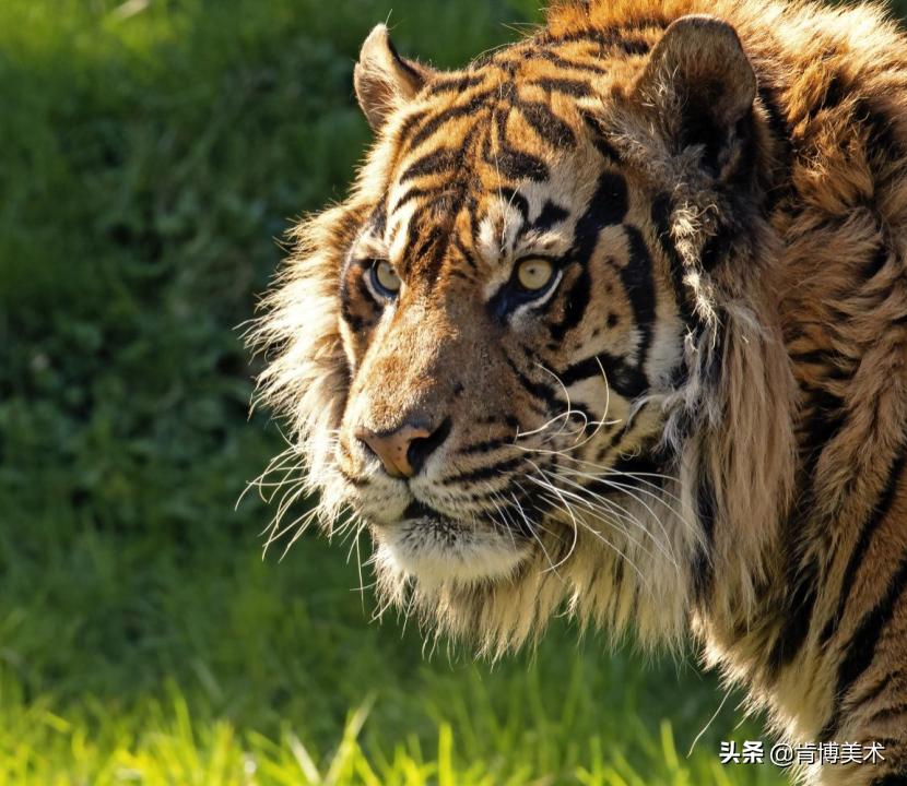 怎么画老虎素描新手,画素描老虎的步骤与方法