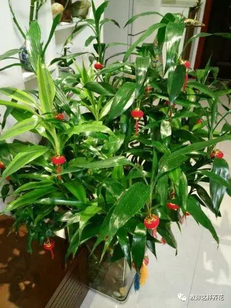 养富贵竹单数还是双数有什么讲究,富贵竹养几根有讲究吗