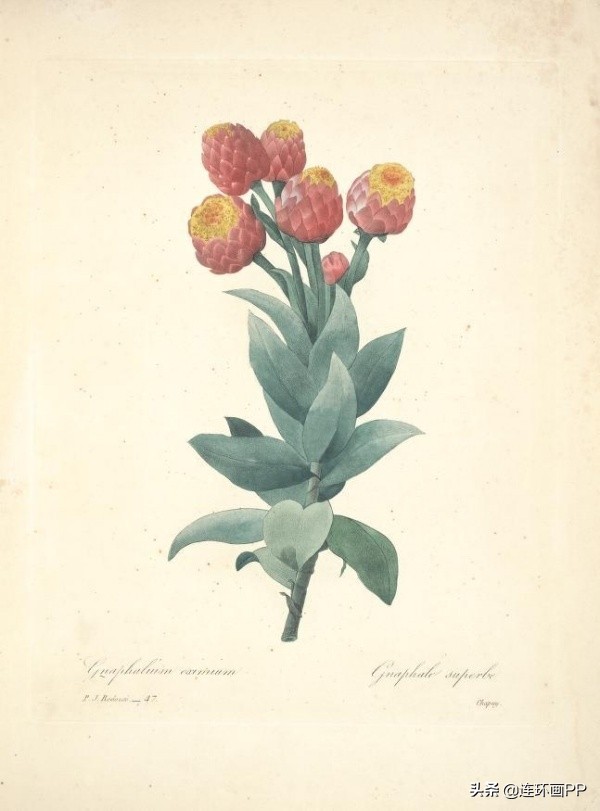 插画风简单的花手绘图片,唯美手绘田园插画图片大全