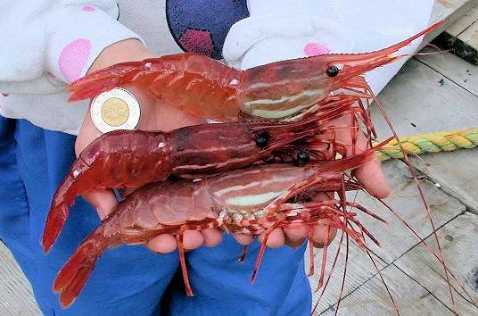 警惕！大温华人妹子狂吃大量斑点虾突然抽搐倒地！吃虾注意这个