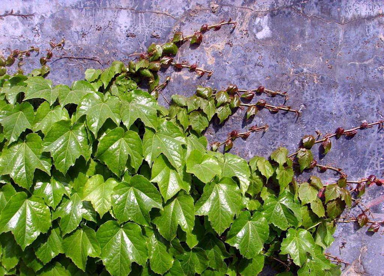 哪种爬藤花好养也长得快,爬藤花什么品种最好看