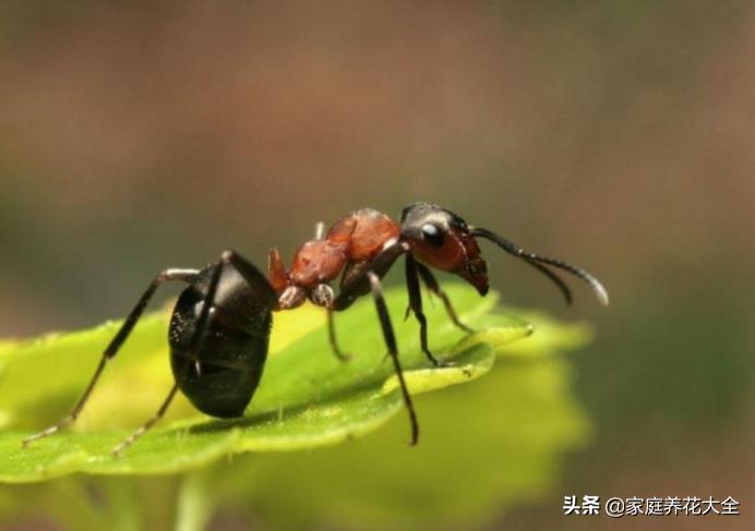 养花土有小黑飞有什么好办法去除,养花小黑飞