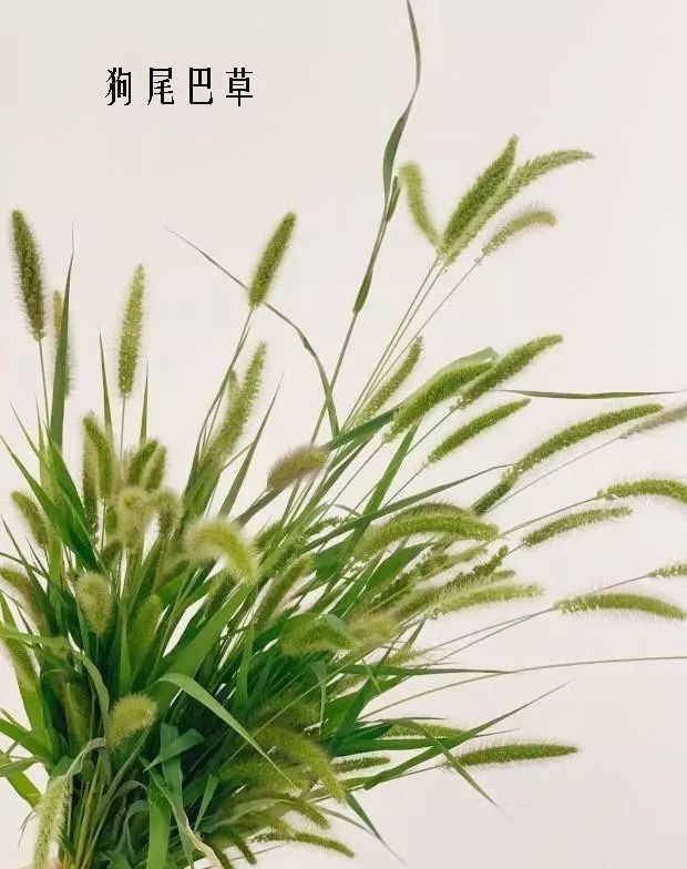 鲜花店常见花材品种大全,花店里同款的两种不同价格的花材