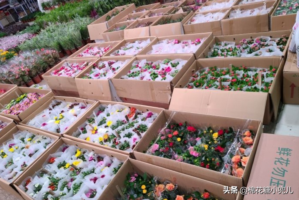 北京盆栽花卉批发市场,北京众兴花卉批发市场