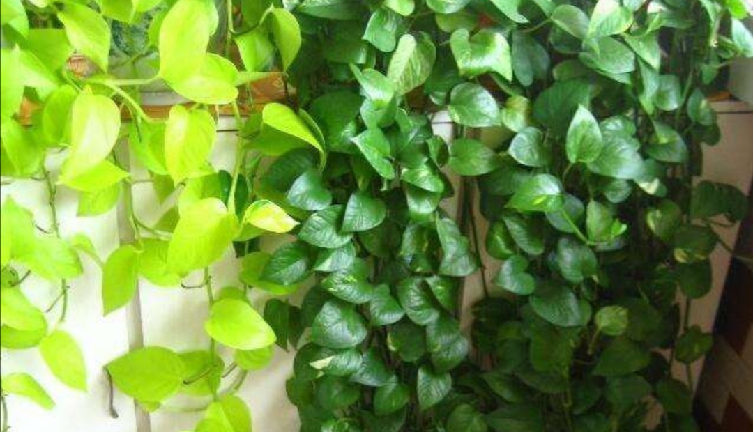 绿萝怎么养才能养得枝叶繁茂,绿萝怎么养得旺盛家庭小妙招