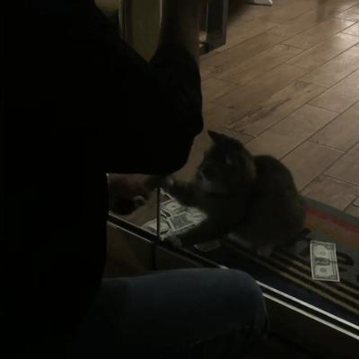 招财猫美国,招财猫可以招财