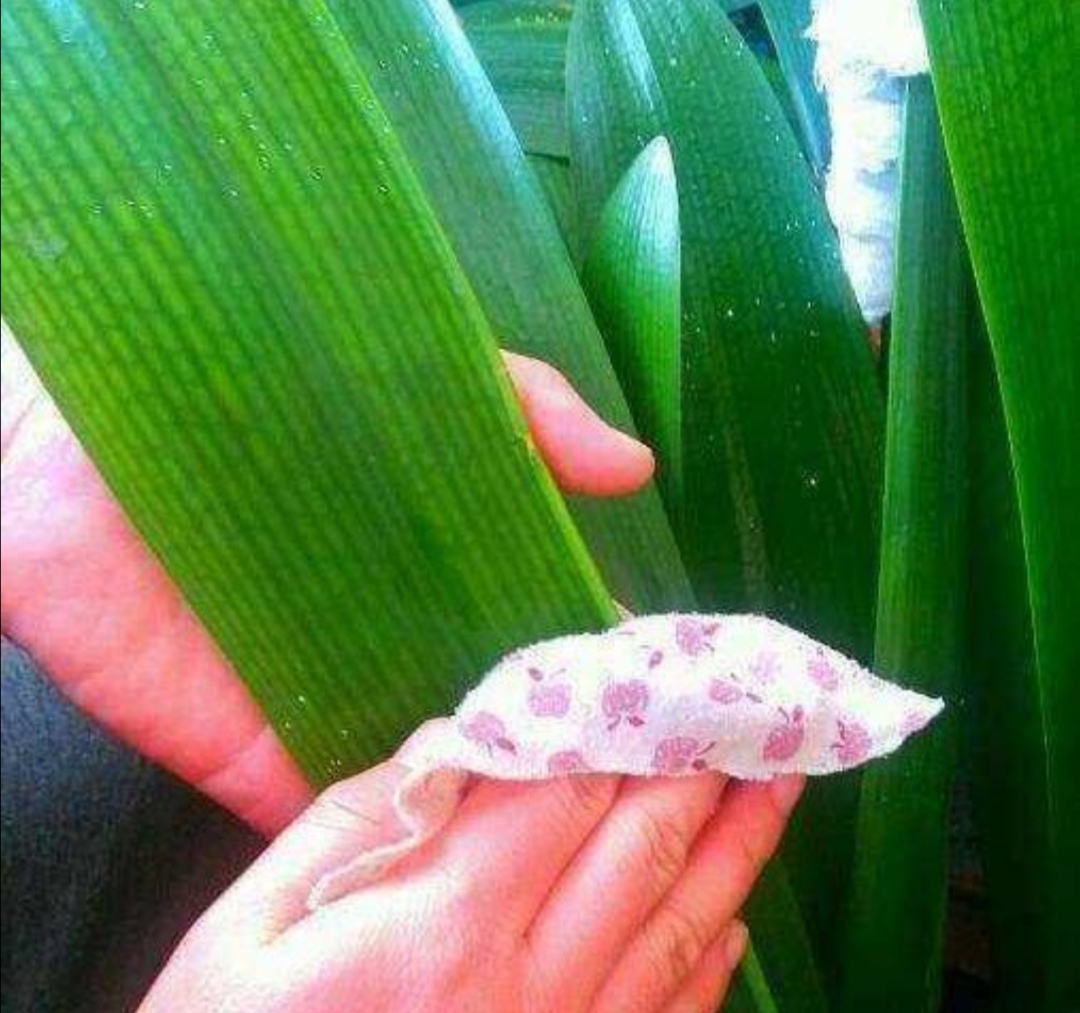 花叶子有灰尘怎么擦更亮,花卉叶子有灰尘如何快速清理