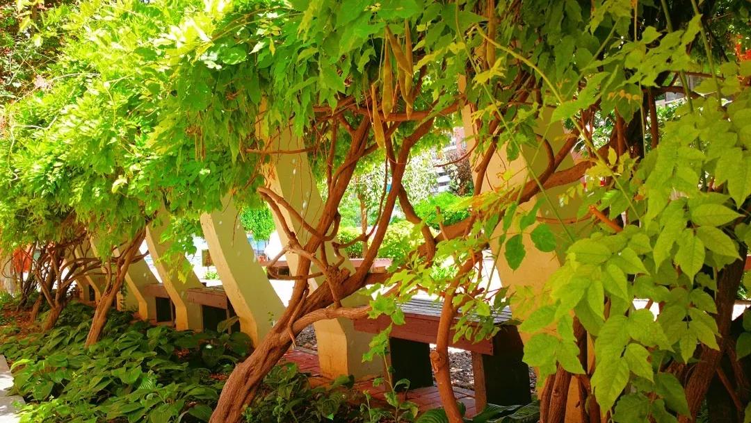 天津高级中学,天津市第二南开中学录取分数线