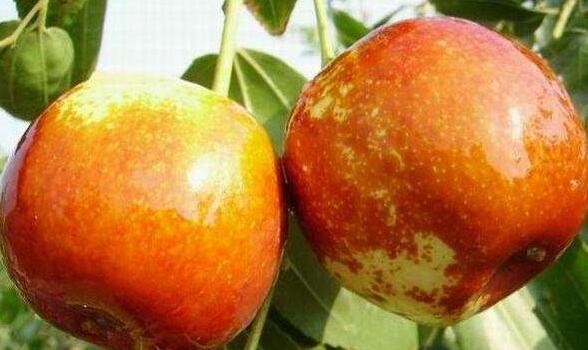 宁夏十大特产农产品,宁夏十大特产面