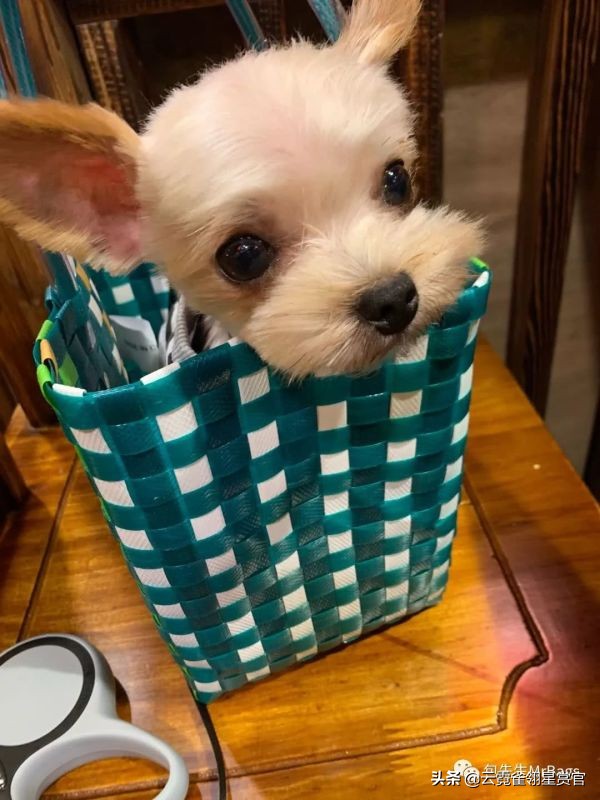 非常好看的宠物包,大家的包都带什么玩偶