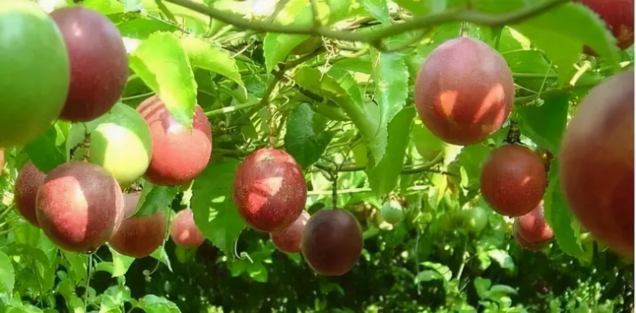 玫瑰香妃水果,新疆水果香妃果