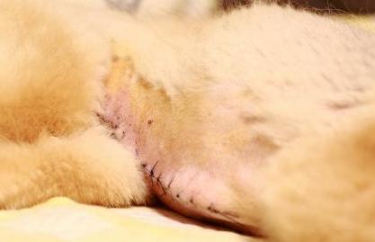 犬脐疝,小狗有脐疝怎么引起的