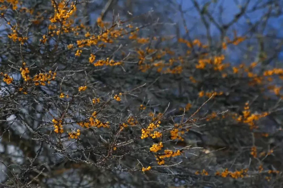 阿坝州又一处绝对秘境,雪山红石全部免费看,成都出发可耍2天!