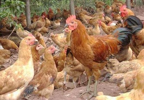 鸡支气管堵有什么治疗方法,肉食鸡支气管堵塞最好的解决方法