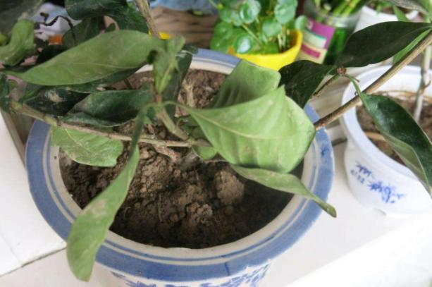 养花时三种药片的作用,养花必备3种常用药