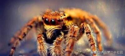 蜘蛛为啥不是五毒,民间传说的五毒没有蜘蛛
