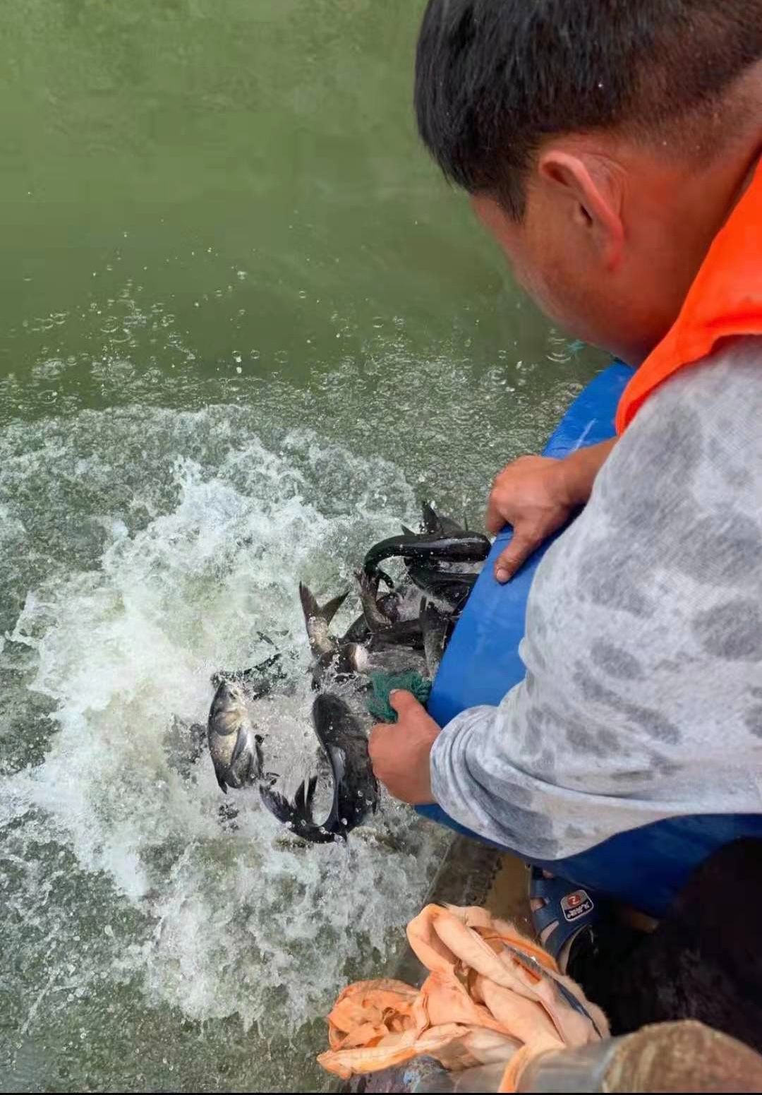 高位池养殖生态鱼,零网箱养生态鱼