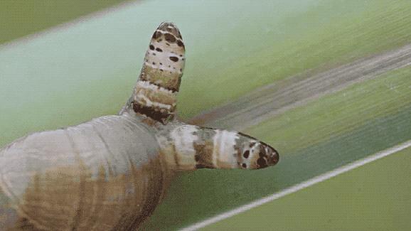 几十年前长虱子为啥现在没有了,为什么以前人长虱子现在没有虱子