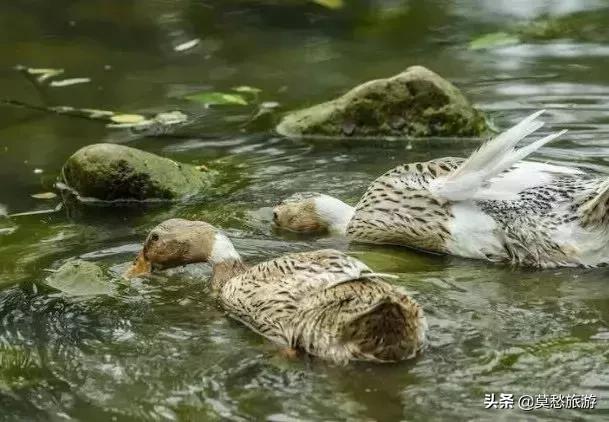 爱喝双拼奶茶的你,知道南京市郊有座免费的“双拼”公园吗?