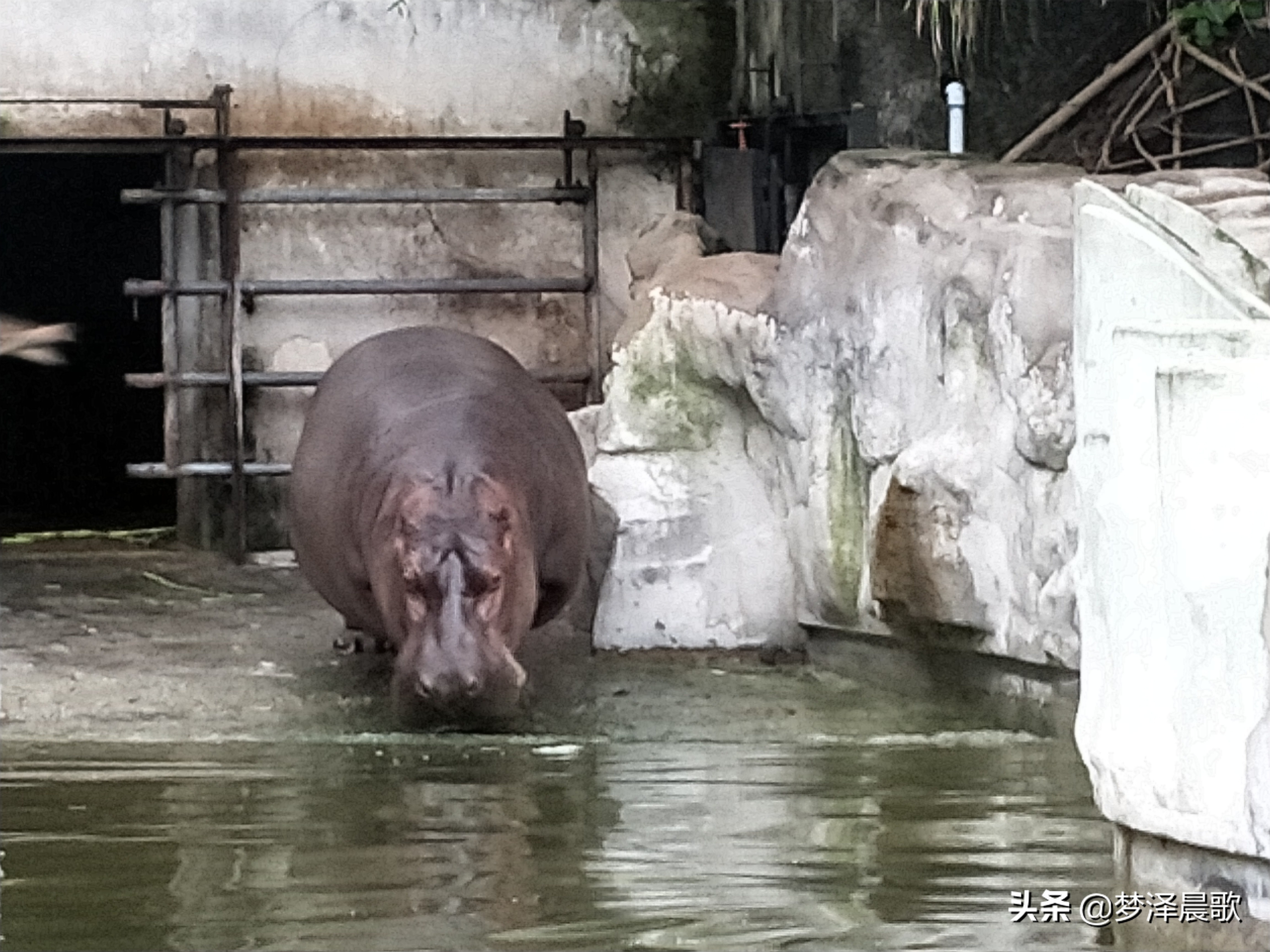 憨憨的河马有多厉害,憨厚的河马