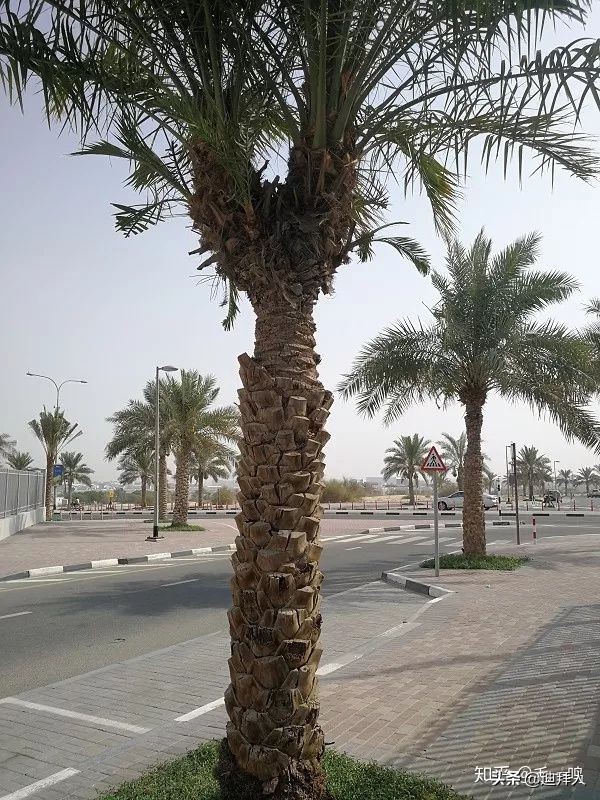 迪拜种一棵树,迪拜养一棵树成本