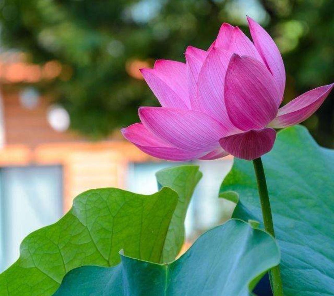 水芙蓉与荷花的区别,水芙蓉是荷花吗