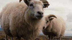 羽绒服反季皮衣怎么洗涤,皮衣羽绒服怎么打理