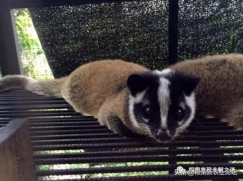 亚洲哪种蝙蝠最好吃,中国蝙蝠吃什么最好