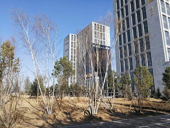 苗木栽植后应加强养护管理,苗木支撑加固方法