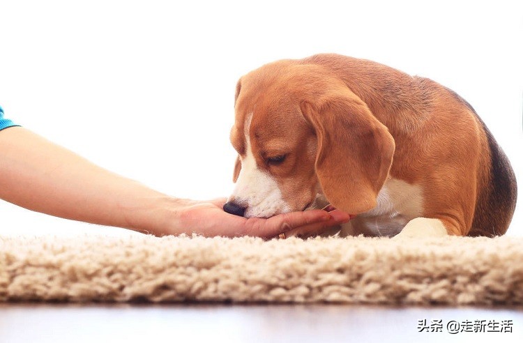 新手铲屎官要养狗要准备什么,新铲屎官养狗必备好物