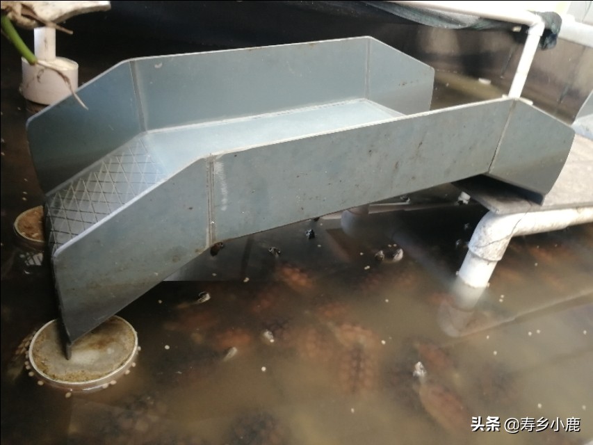 黄喉拟水龟苗子怎么养,黄喉拟水龟应该怎么放生