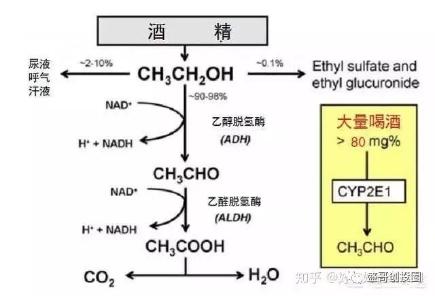 白酒快速解酒方法,如何快速解酒让酒精测试通过