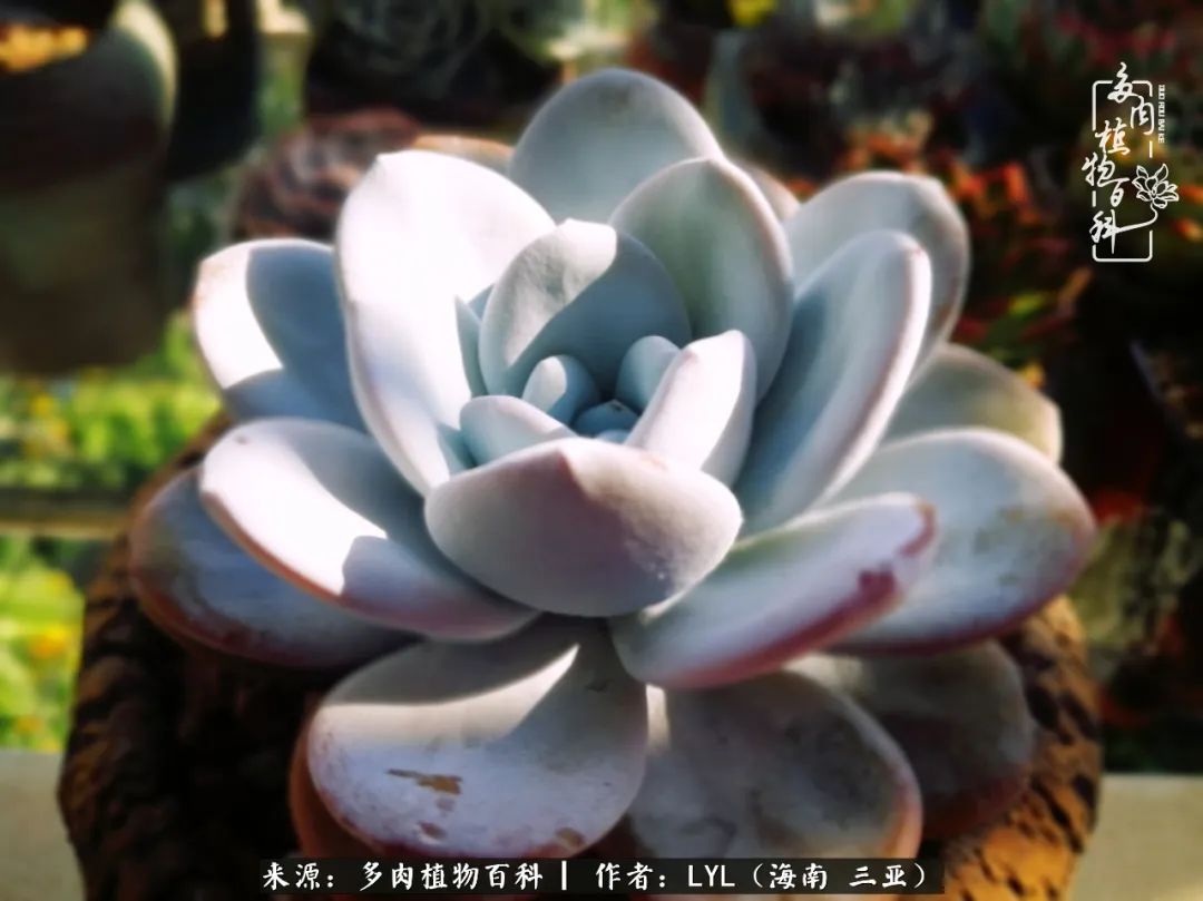 养多肉一年花了3万,养多肉一千多盆